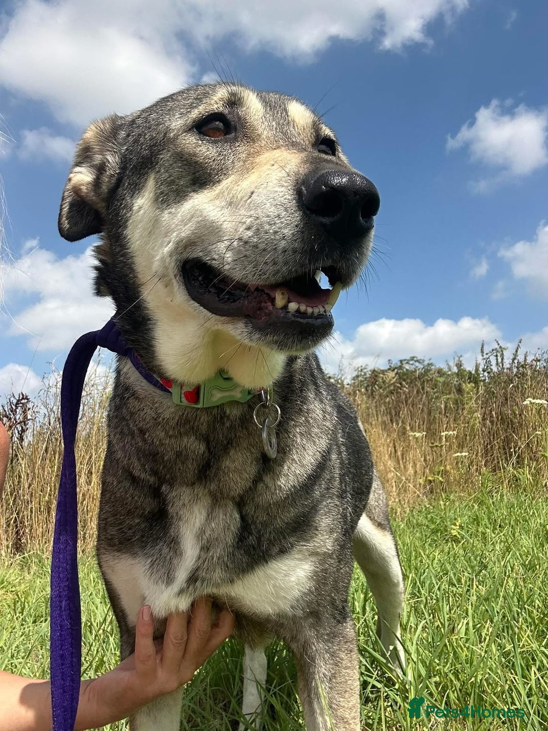 Mixed Breed dogs for adoption: Shirley - Norwich Norfolk  - Image 10