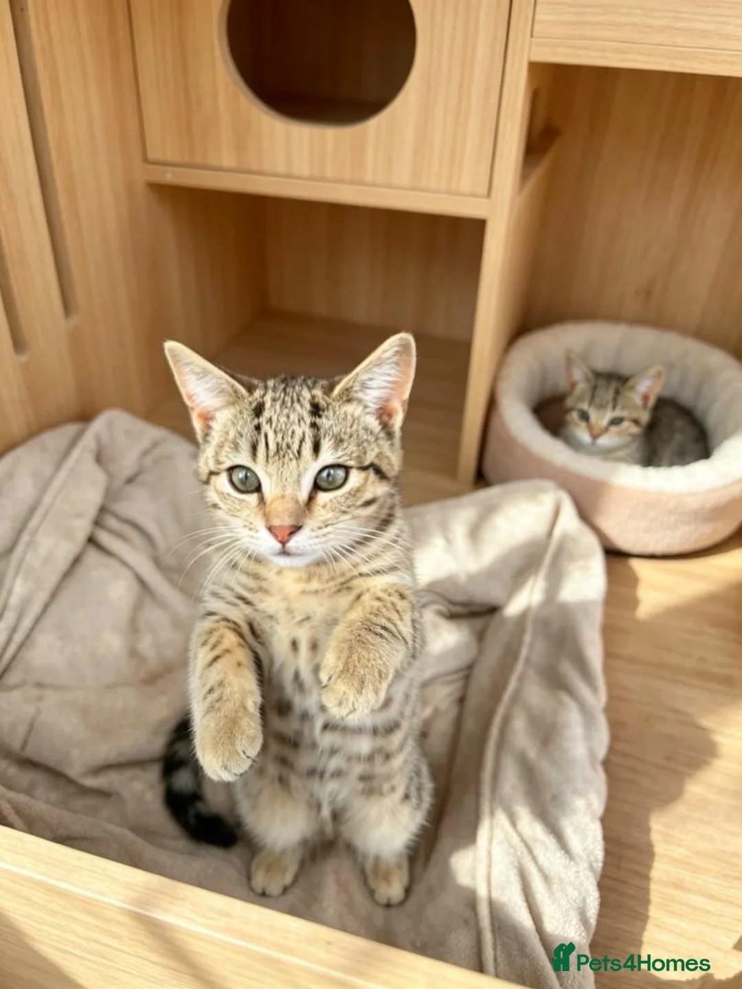 Mixed Breed livestock for sale: Microchipped X Russian Blue Kittens in Cupar - Advert 1