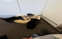 Yorkshire Terrier dogs for sale: Adorable Yorkshire terrier puppies available  - Image 26