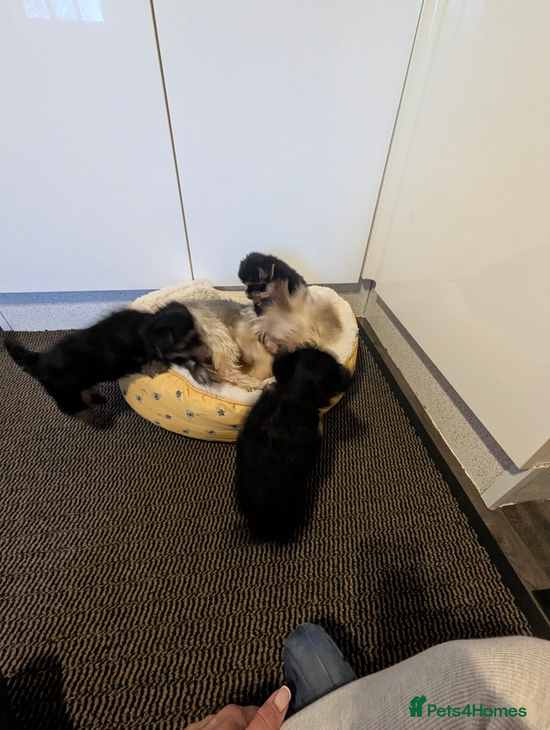 Yorkshire Terrier dogs for sale: Adorable Yorkshire terrier puppies available  - Image 26