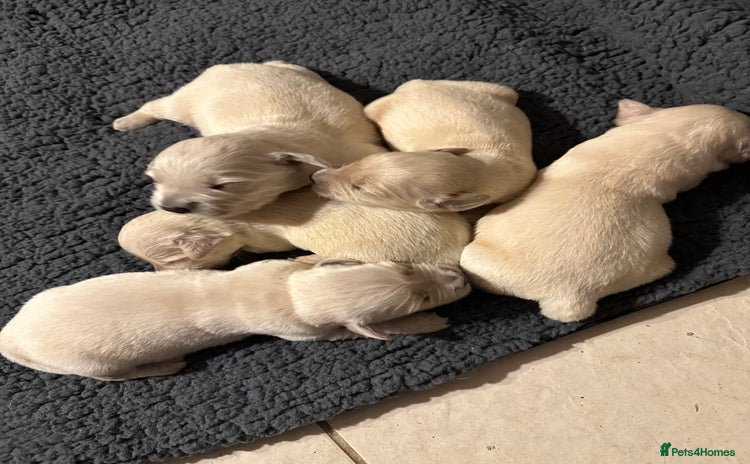 Golden Retriever dogs - Advert 5