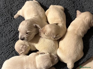 Golden Retriever dogs for sale - Advert 1