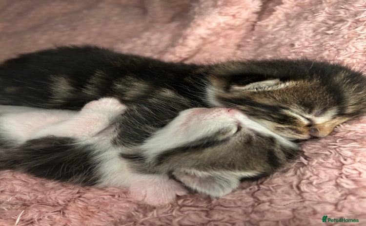 Mixed Breed cats - Advert 2