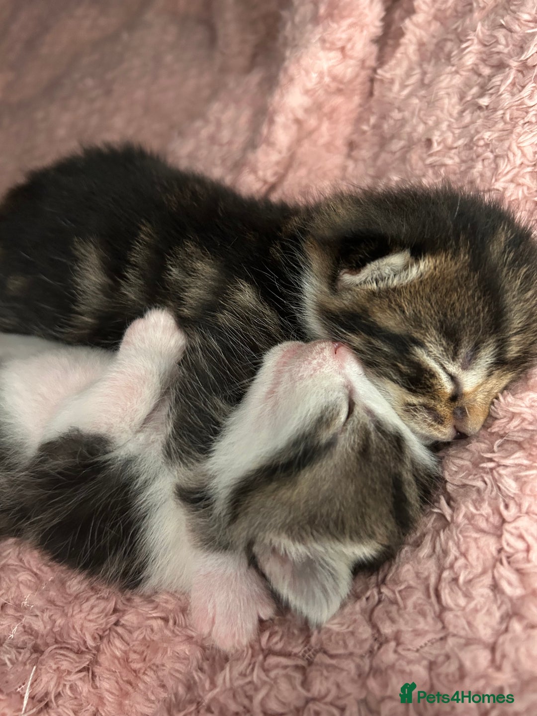 Mixed Breed cats for sale: Tri Colour Kittens - Image 1