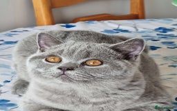 British Shorthair cats for sale: Gorgeous big boy kitten  - Image 5