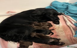 Cocker Spaniel dogs for stud: PROVEN KC REGISTERED Cocker Spaniel for Stud in Tadworth - Image 11