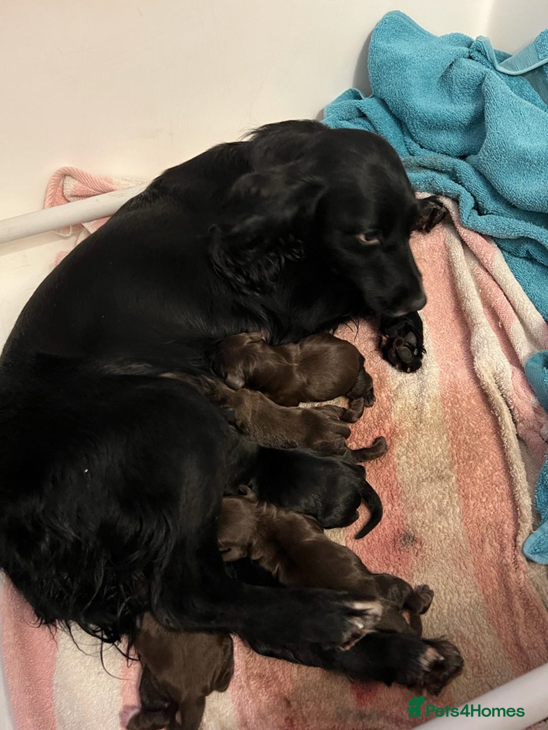 Cocker Spaniel dogs for stud: PROVEN KC REGISTERED Cocker Spaniel for Stud in Tadworth - Image 11