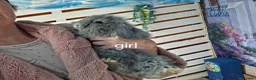 French Lop rabbits for sale: French lop bunnies - Advert 4