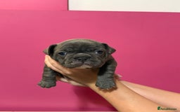 French Bulldog dogs for sale: French Bulldog Puppies – Ready 1st December! 💙 🐾 - Image 7