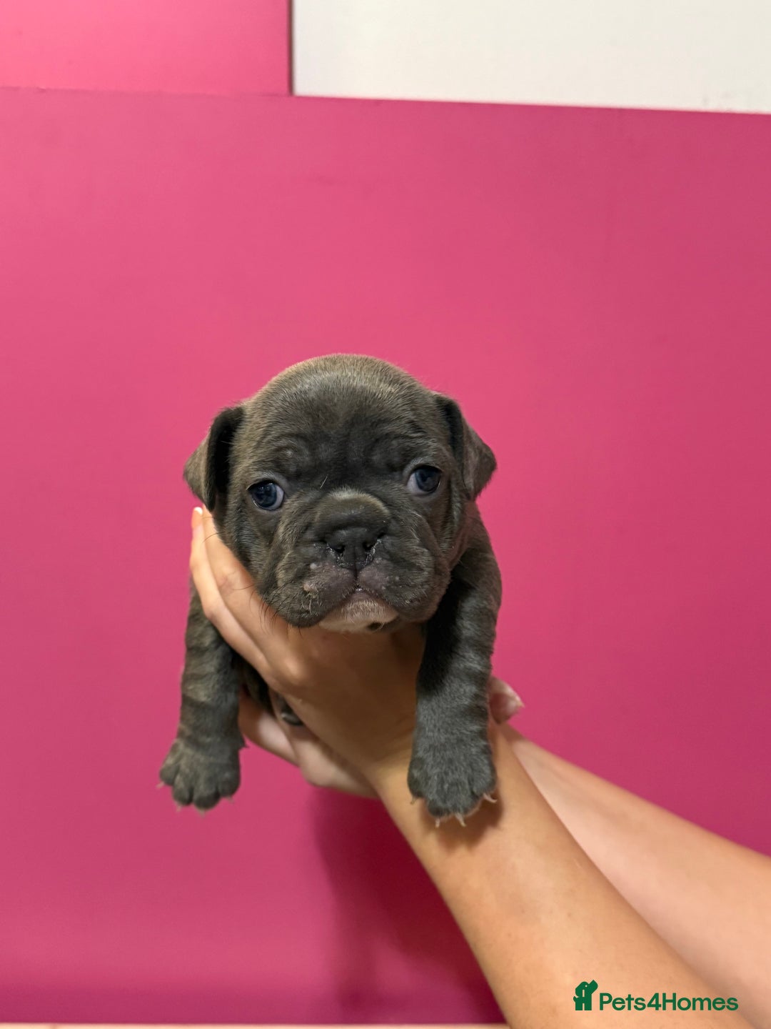French Bulldog dogs for sale: French Bulldog Puppies – Ready 1st December! 💙 🐾 - Image 7