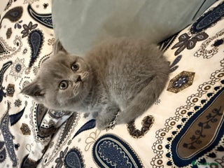 British Shorthair cats Female British short hair - Advert 1