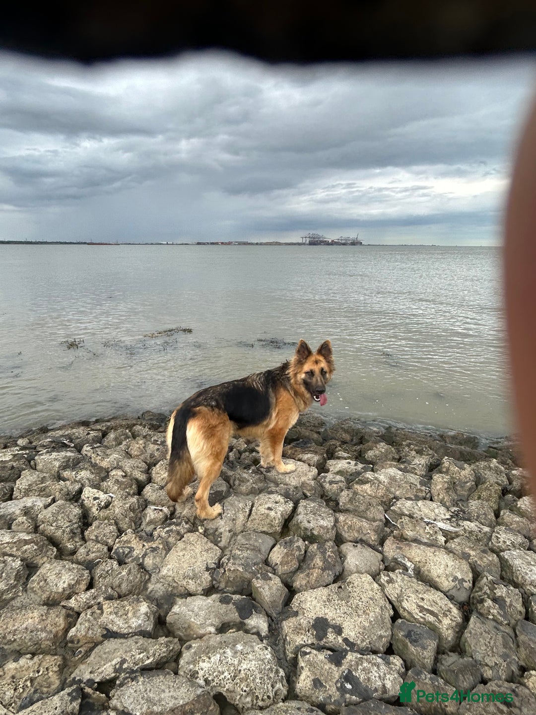 German Shepherd dogs for sale: Beautiful German shepherd bitch - Image 3