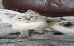 Ragdoll cats for sale: Beautiful GCCF Registered Ragdoll Kittens. - Image 14