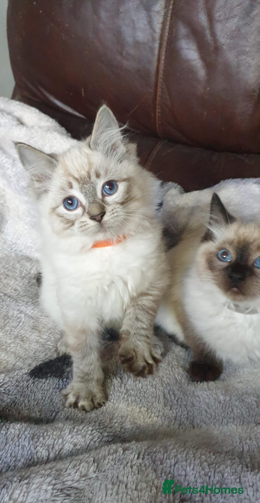 Ragdoll cats for sale: Beautiful GCCF Registered Ragdoll Kittens. - Image 14