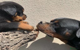 Rottweiler dogs for sale: 🖤 Gorgeous Rottweiler puppies available!  - Image 3