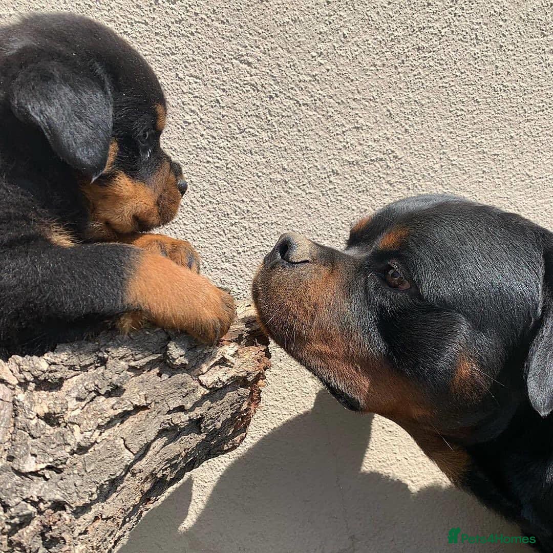 Rottweiler dogs for sale: 🖤 Gorgeous Rottweiler puppies available!  - Image 3