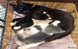 Mixed Breed cats for sale: 🐾 Adorable Kittens For Forever Homes 🐾  - Image 26