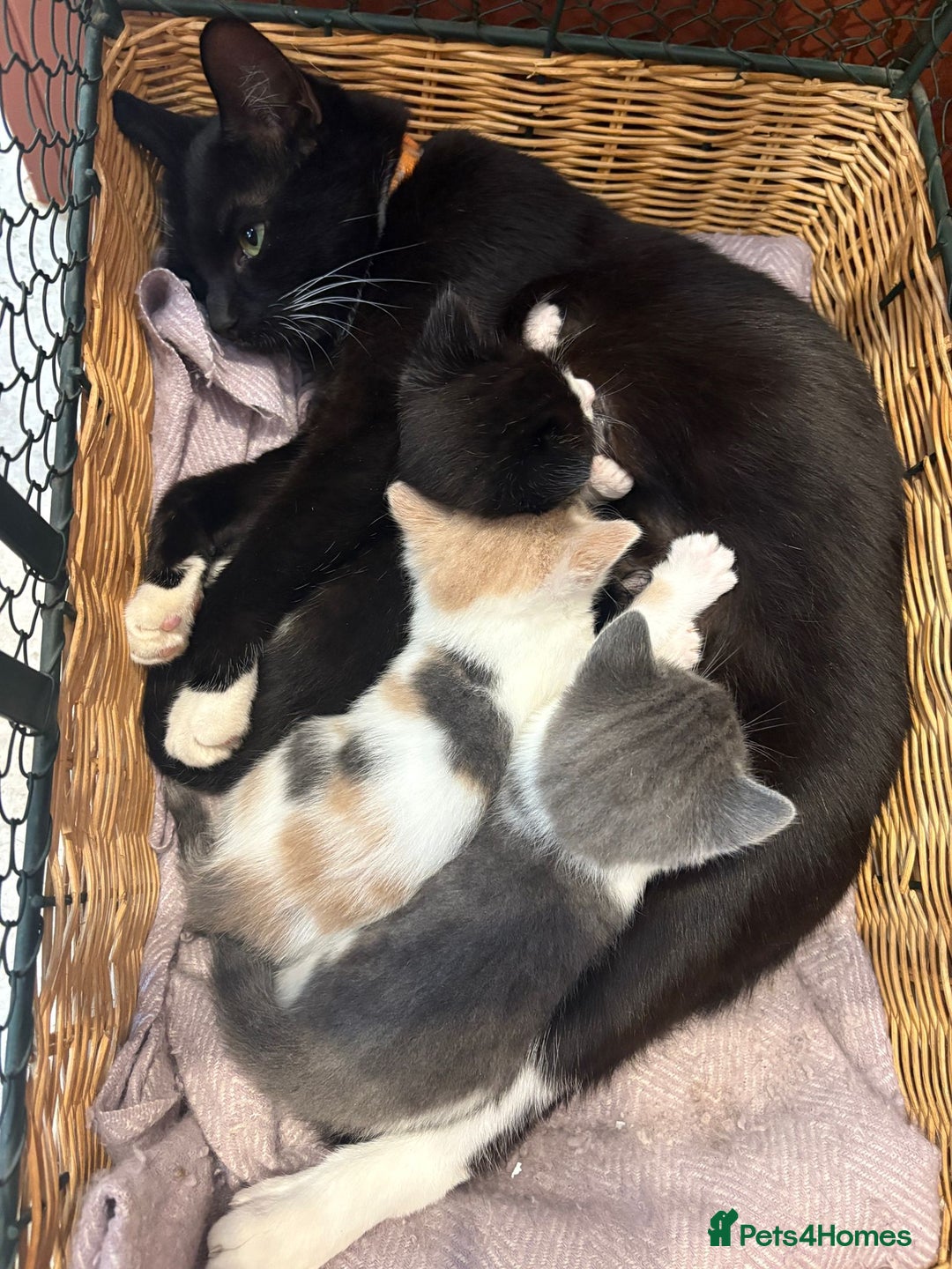Mixed Breed cats for sale: 🐾 Adorable Kittens For Forever Homes 🐾  - Image 26