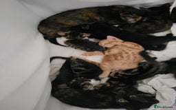 Mixed Breed cats for sale: Kittens Ready Now - Image 2