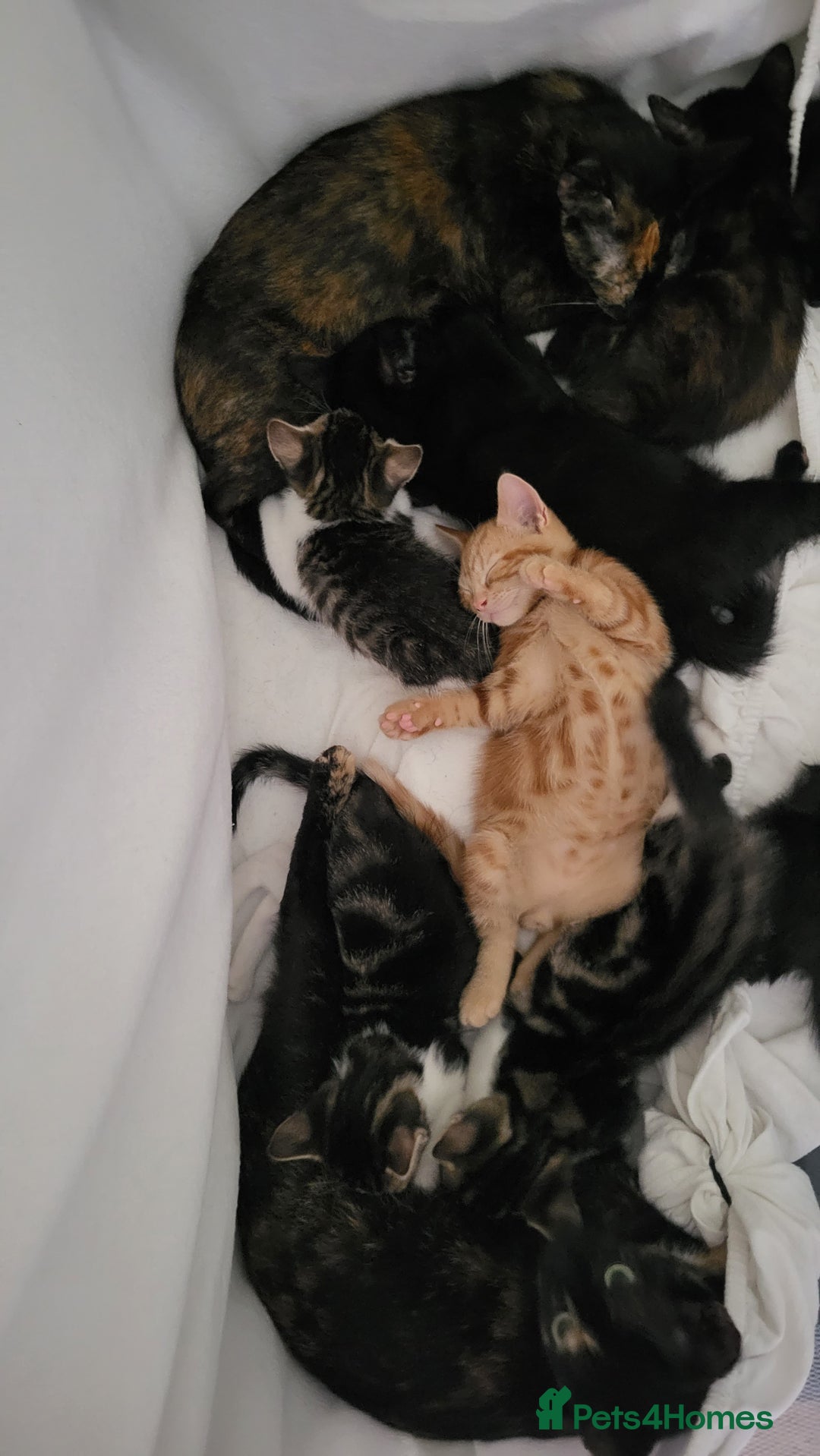 Mixed Breed cats for sale: Kittens Ready Now - Image 2