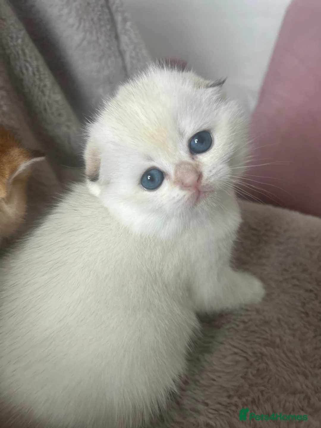 Scottish Fold cats for sale: Beautiful Gold Chinchilla babies  - Advert 5