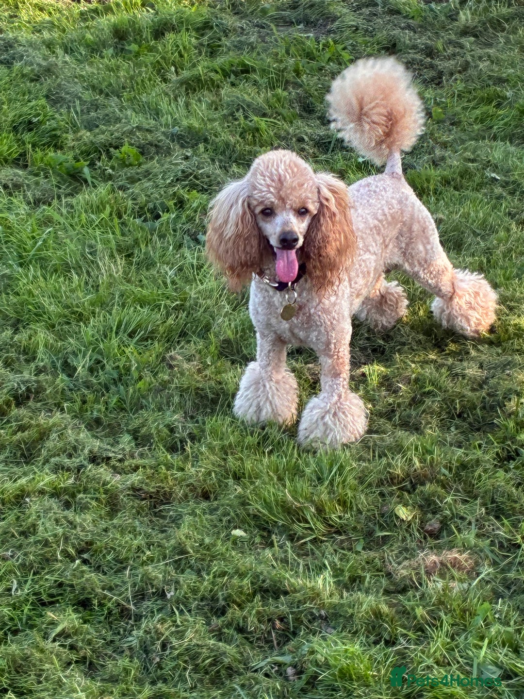 Poochon dogs for sale: ✨ Poochon Puppies Available ✨ - Image 6