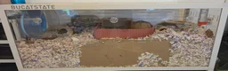 Gerbil rodents for sale: 2 female Gerbils  - Advert 5