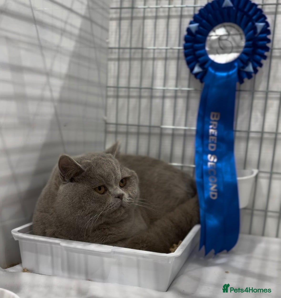 British Shorthair cats Beautiful Lilac British Shorthair Stud Duties - Advert 2