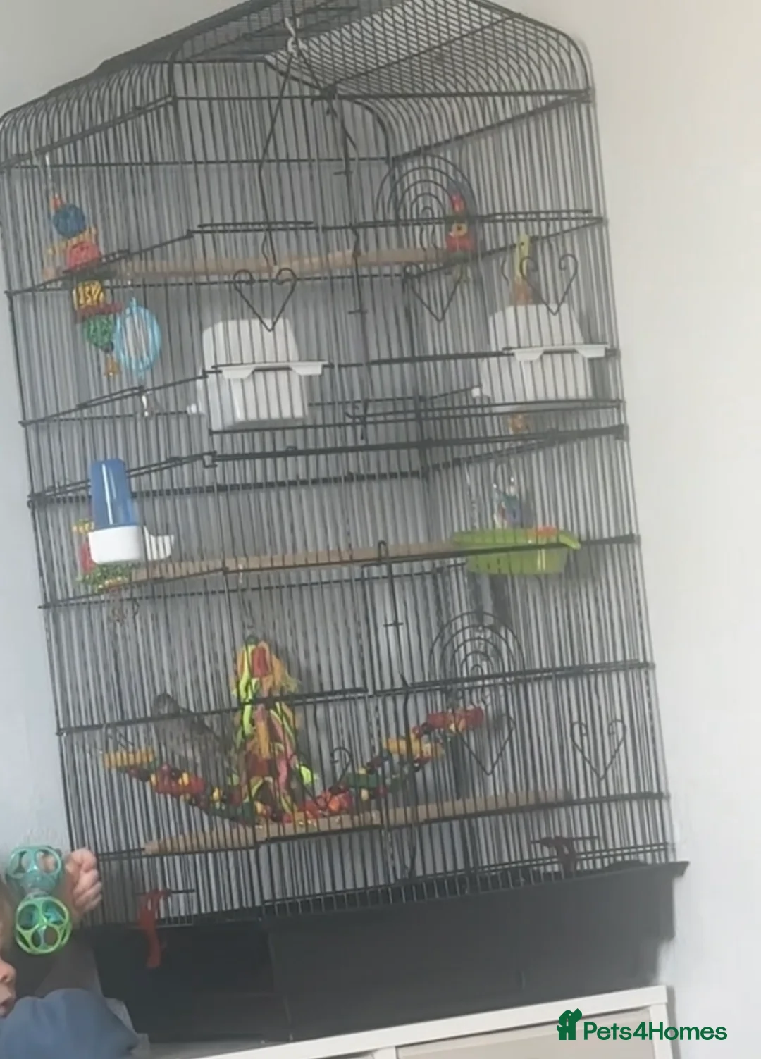 Canaries birds for sale: Male canary for sale  - Advert 2