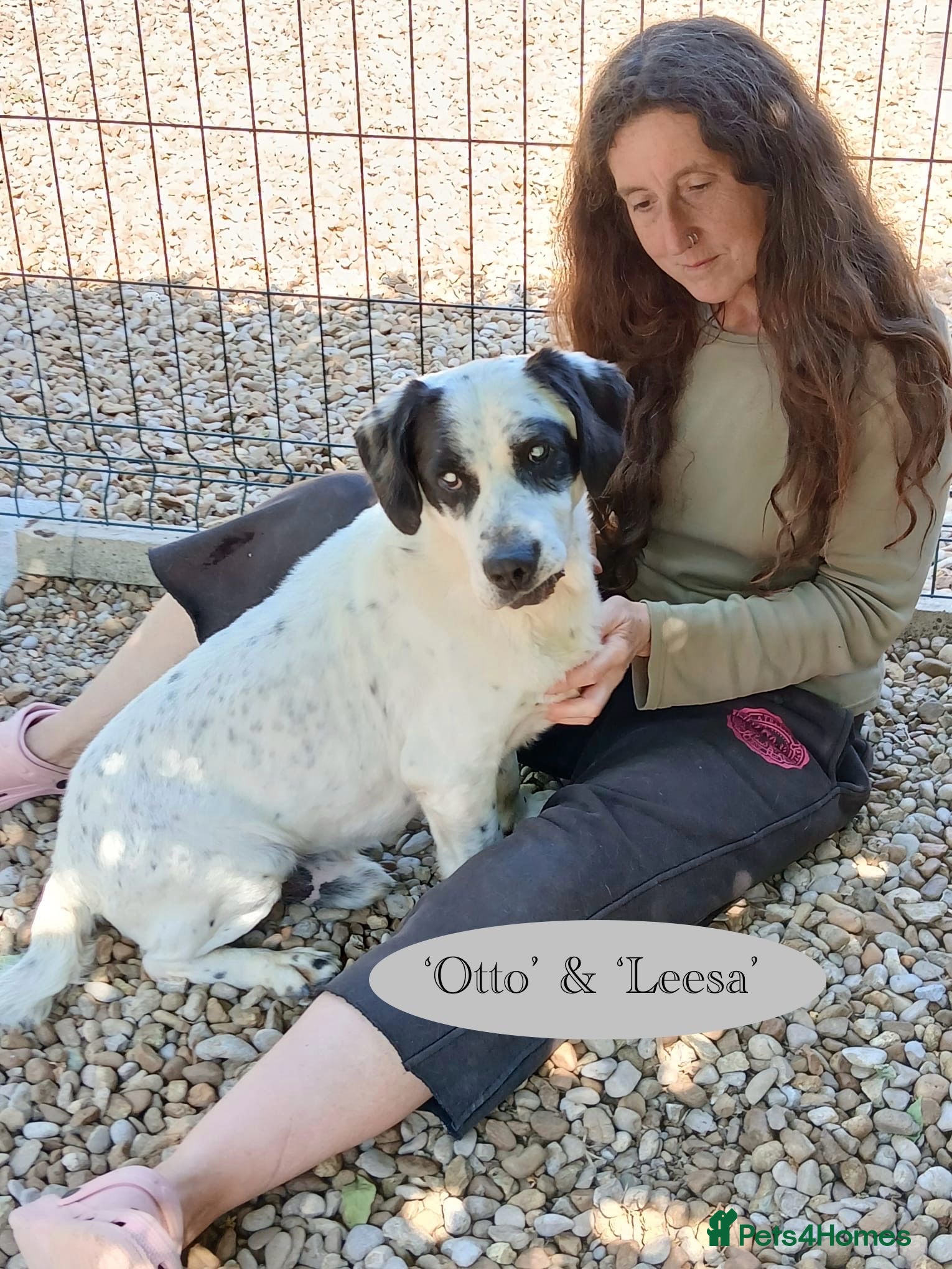 Mixed Breed dogs Staffie wannabe OTTO, AVAILABLE FOR ADOPTION - Advert 1