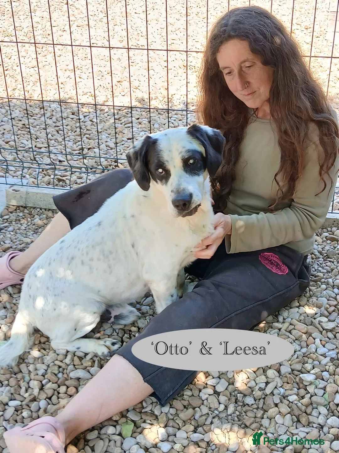 Mixed Breed dogs for adoption: Staffie wannabe OTTO, AVAILABLE FOR ADOPTION - Advert 1