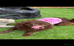 Chihuahua dogs for sale: Beautiful Solid Chocolate Fenale - Image 5