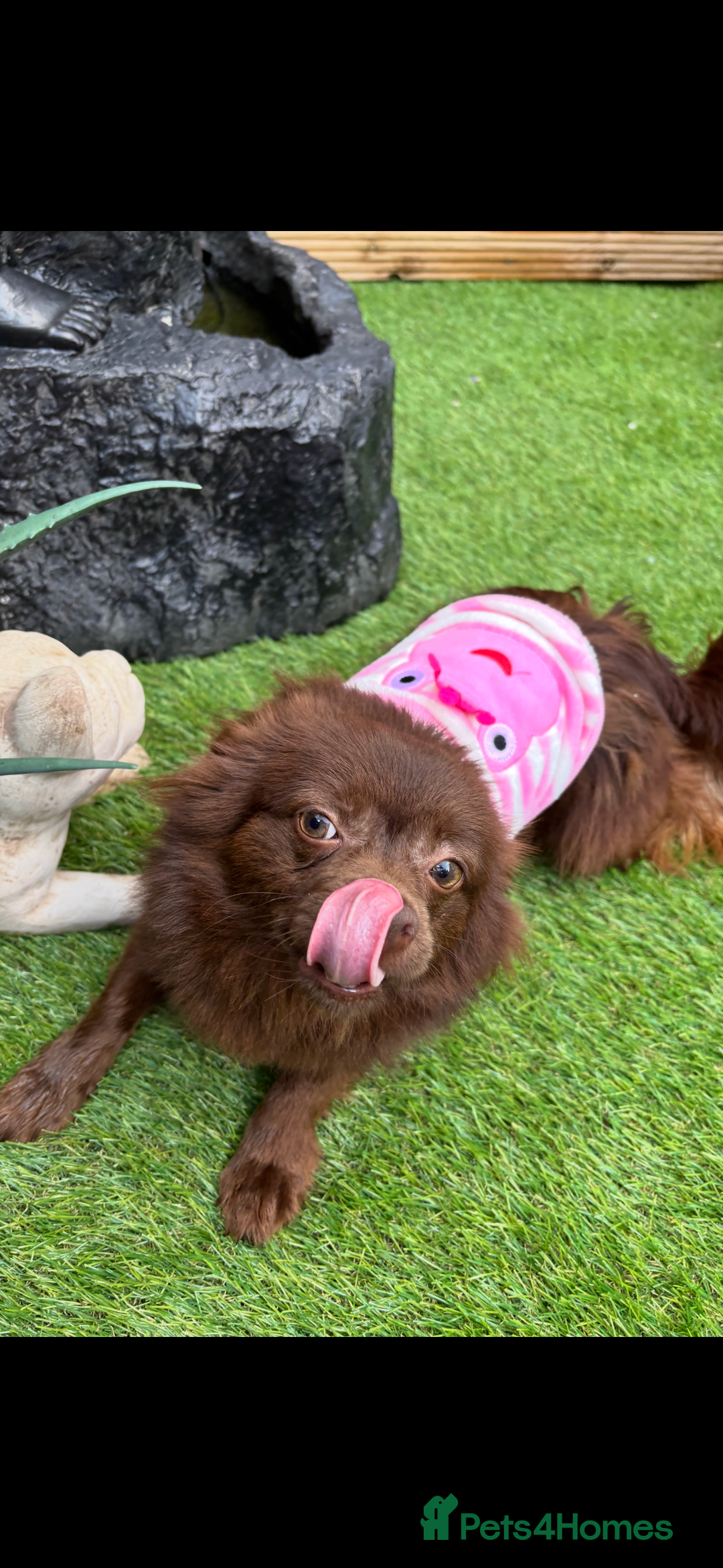 Chihuahua dogs for sale: Beautiful Solid Chocolate Fenale - Image 5