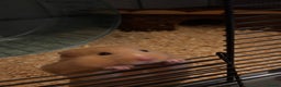 Hamster rodents for sale: Syrian Hamster (Draco) for rehome - Advert 1