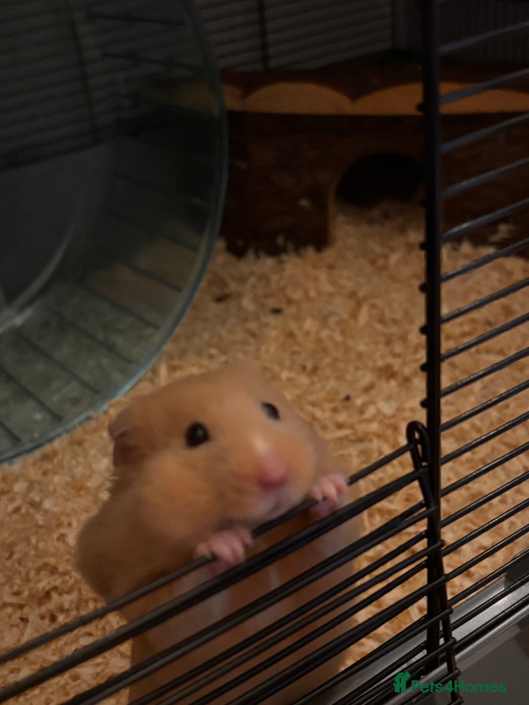 Hamster rodents for sale: Syrian Hamster (Draco) for rehome - Advert 1