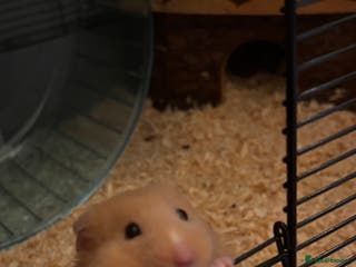Hamster rodents Syrian Hamster (Draco) for rehome - Advert 1