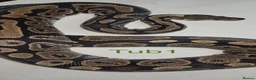 Python Snake reptiles for sale: Adult ball python's  - Advert 2