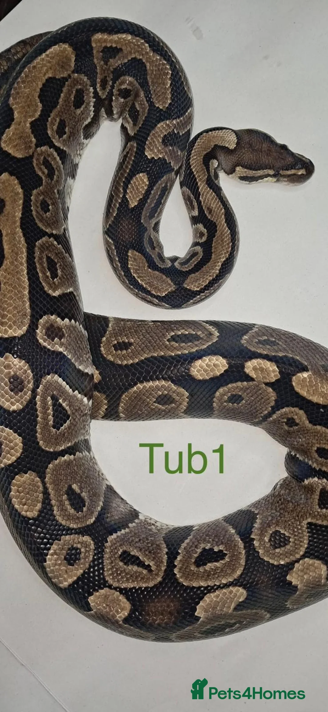 Python Snake reptiles for sale: Adult ball python's  - Advert 2