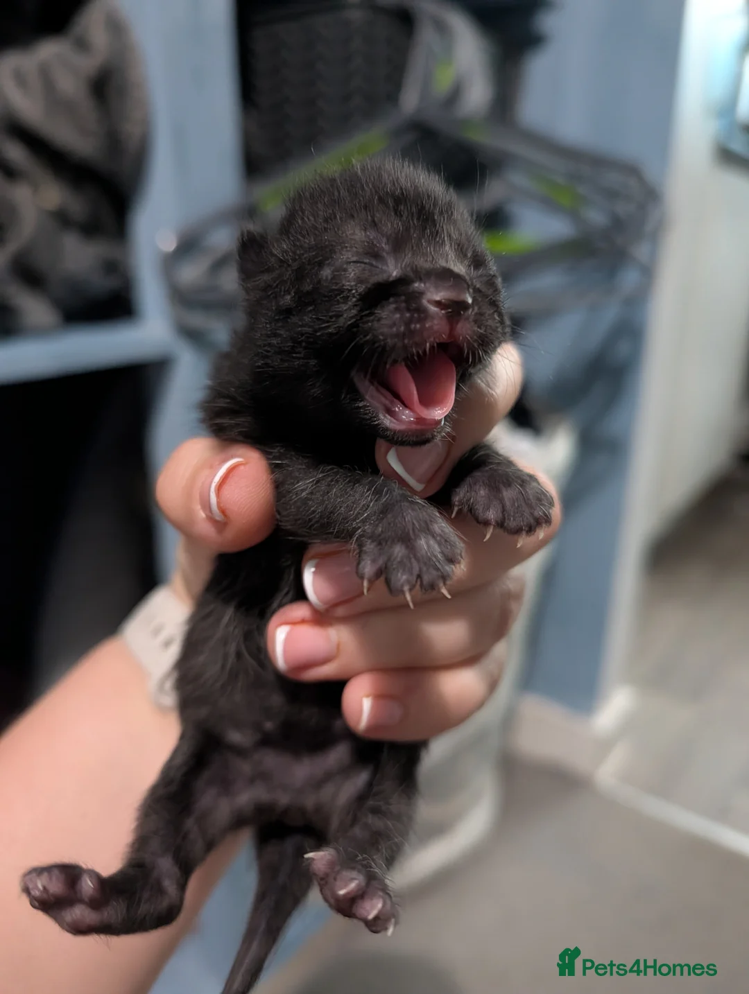 Domestic Shorthair cats for sale: Five kitten, 2 black, 3 tuxedo. Sexes not known - Advert 16