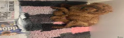 Miniature Poodle dogs for sale: Dark Fox Red Miniture Poodles For Sale  - Advert 6