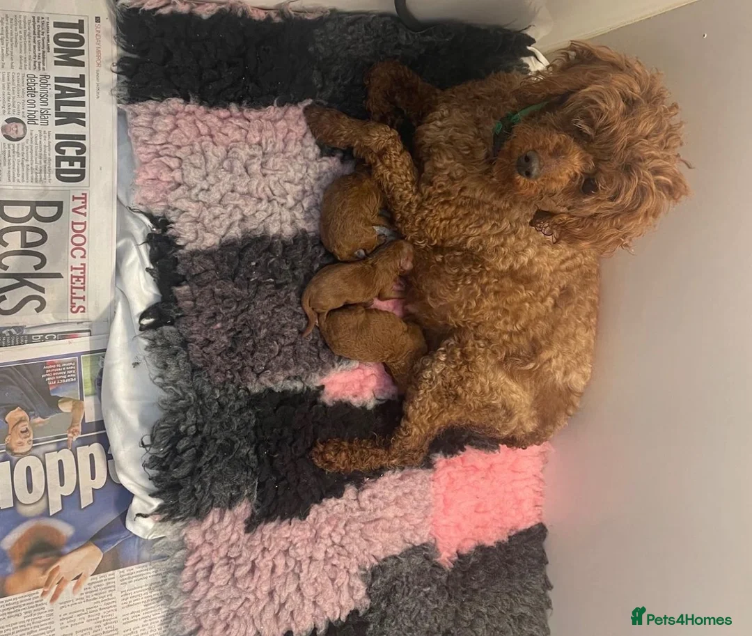 Miniature Poodle dogs for sale: Dark Fox Red Miniture Poodles For Sale  - Advert 6