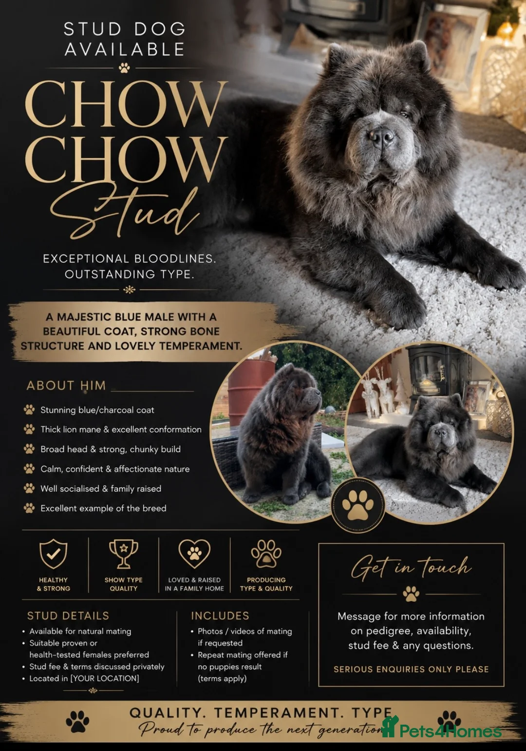 Chow Chow dogs for stud: Blue KC stud - Advert 1