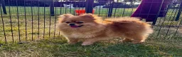Pomeranian dogs for adoption: 🐾 RALPHIE – Female Pomeranian 🐾 - Advert 4