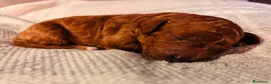 Cavapoo 9 - Rosie red Curly