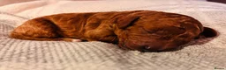Cavapoo dogs for sale: Cavapoo Puppies - Deposits ready to be taken. - Advert 6