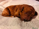 Cavapoo 9 - Rosie red Curly