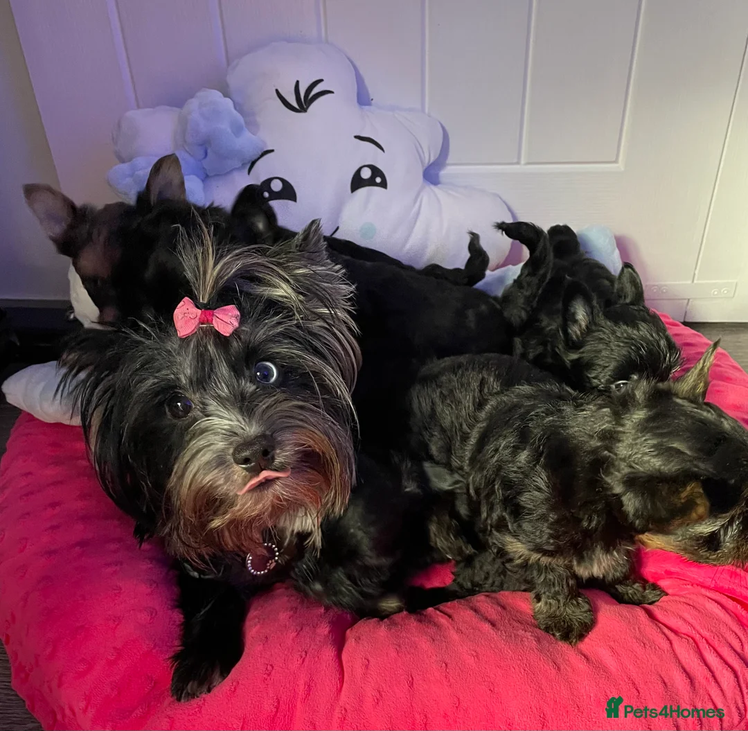 Yorkshire Terrier dogs for sale: pedigree yorkshire terrier ‼️‼️ - Advert 9