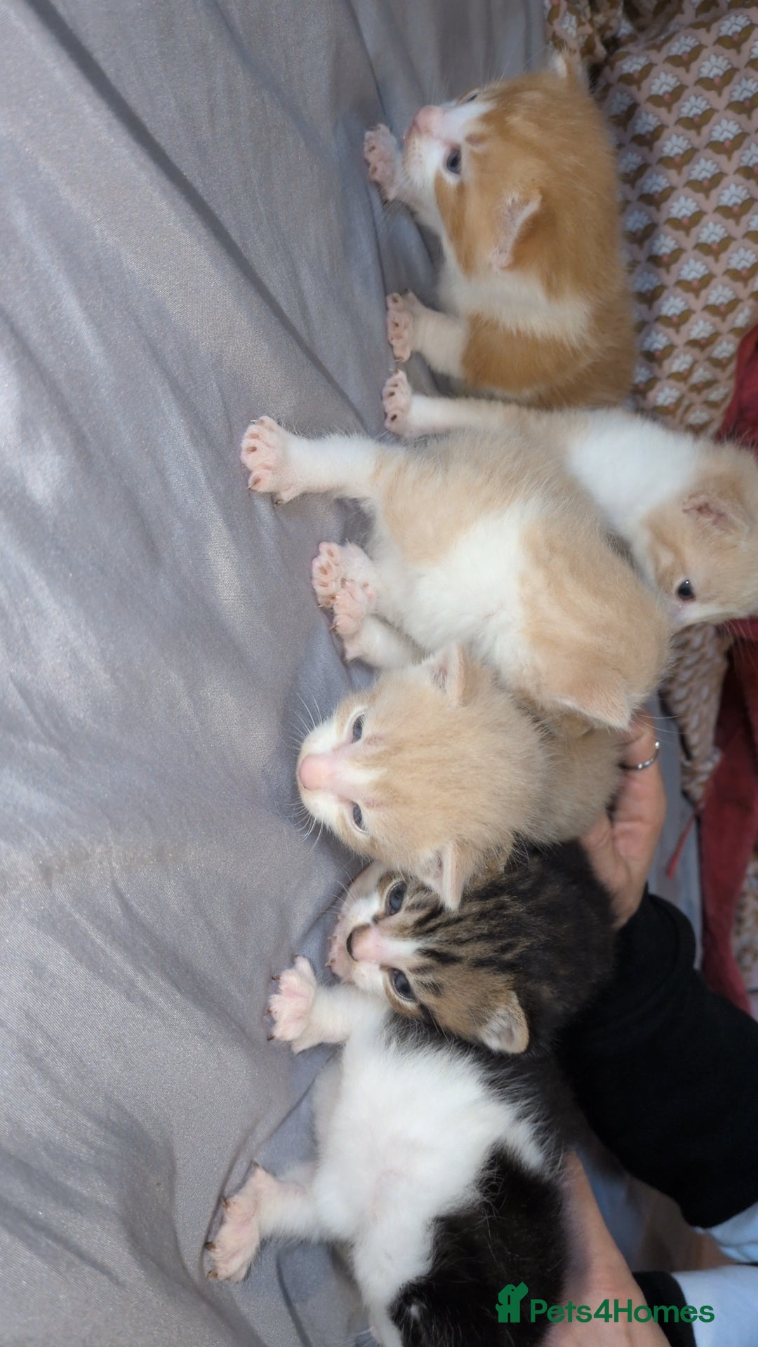 Mixed Breed cats for sale: Mixed breed - Advert 11