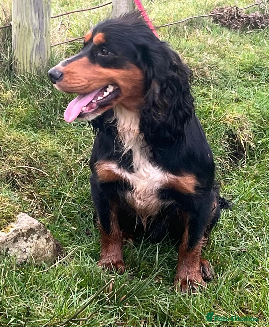 Cocker Spaniel dogs for stud: ROO KC dna clear ☑️ tri cocker spaniel in Blaydon-on-Tyne - Advert 8