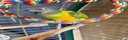 Parrots birds for sale: Senegal parrot in Sandbach - Advert 1